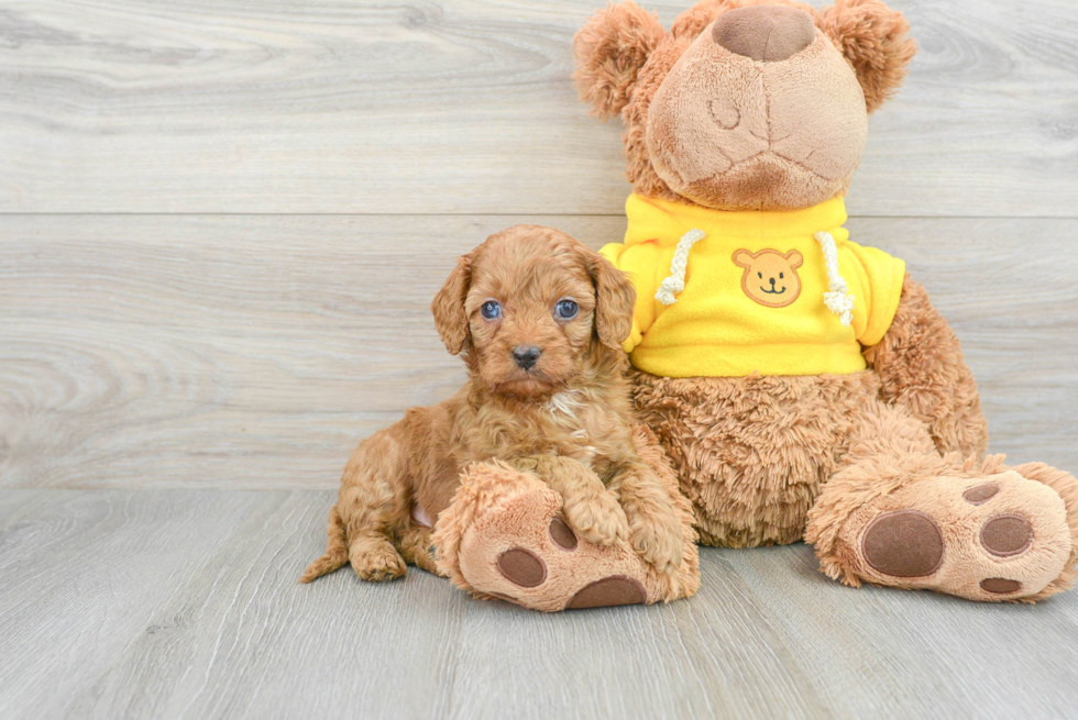 Happy Cavapoo Baby