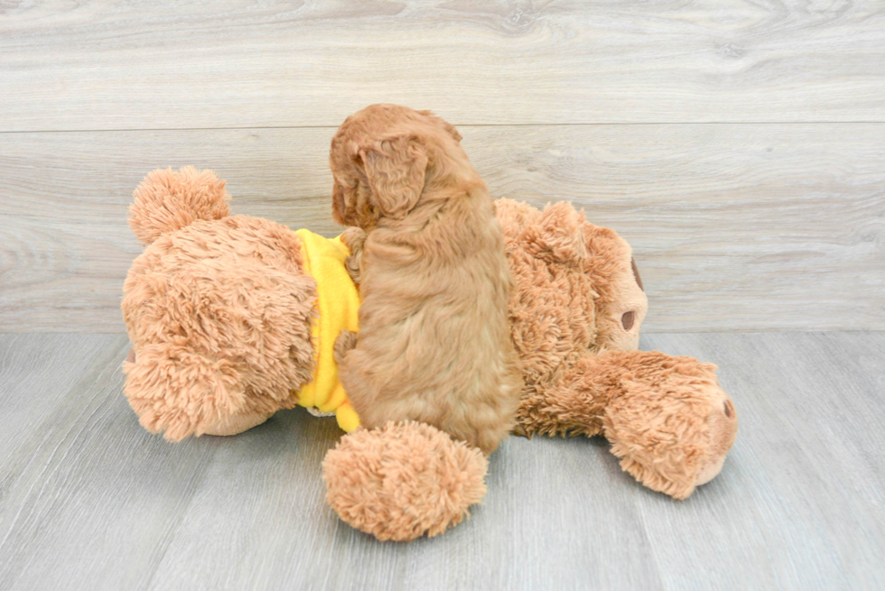 Cavapoo Puppy for Adoption