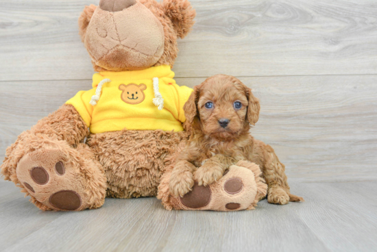 Happy Cavapoo Baby