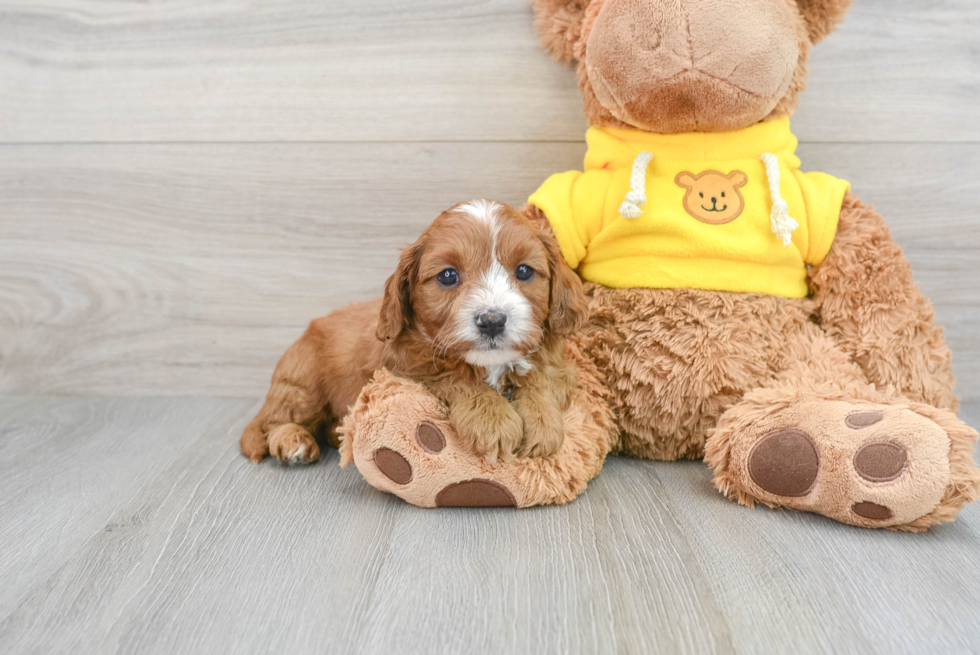 Best Cavapoo Baby