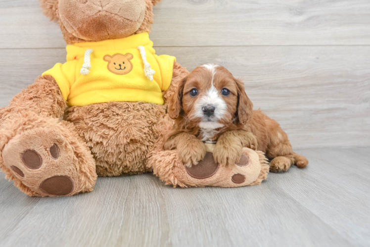 Cavapoo Puppy for Adoption