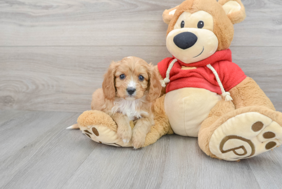 Playful Cavoodle Poodle Mix Puppy