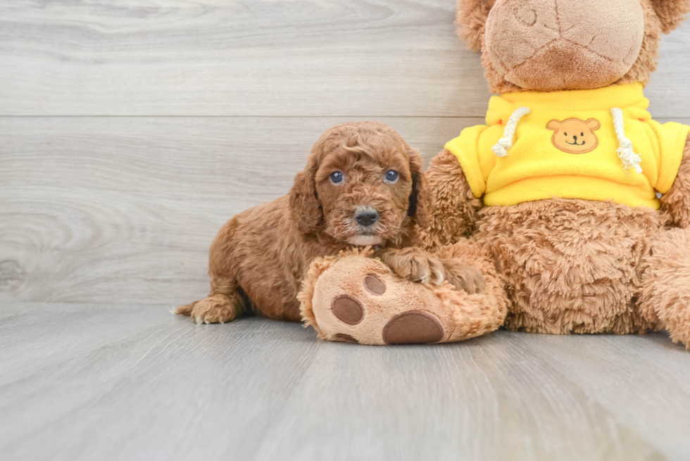 Playful Cavoodle Poodle Mix Puppy