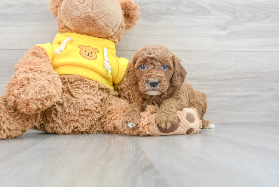 Sweet Cavapoo Baby