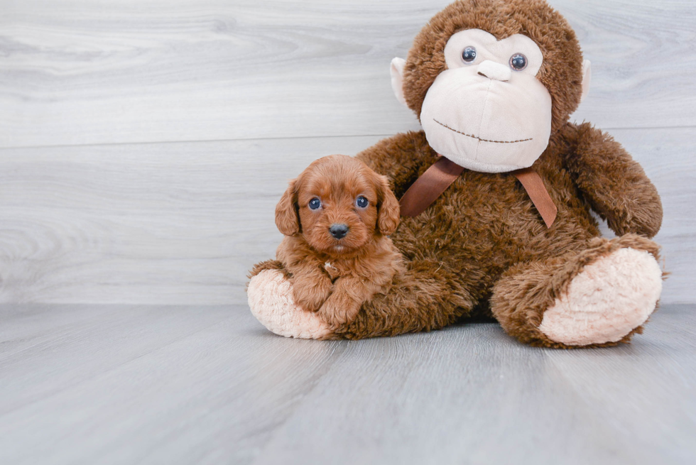 Smart Cavapoo Poodle Mix Pup