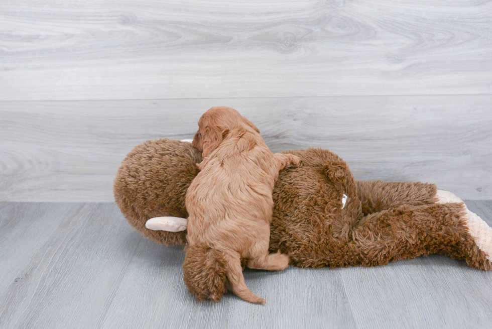 Funny Cavapoo Poodle Mix Pup