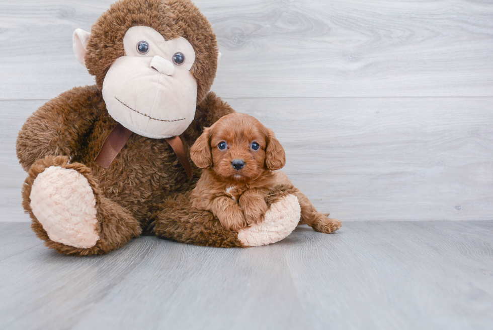 Petite Cavapoo Poodle Mix Pup