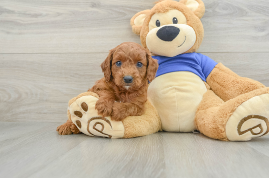 Cavapoo Pup Being Cute