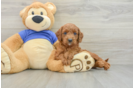 Popular Cavapoo Poodle Mix Pup