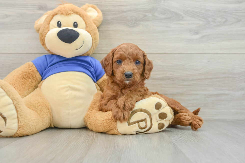 Popular Cavapoo Poodle Mix Pup