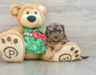 8 week old Cavapoo Puppy For Sale - Premier Pups