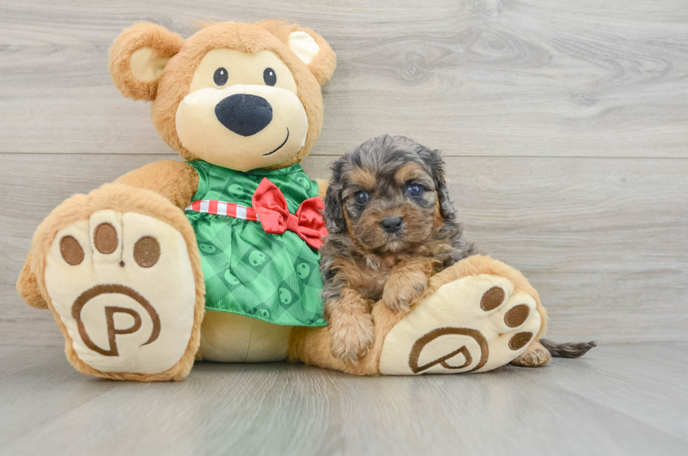 5 week old Cavapoo Puppy For Sale - Premier Pups