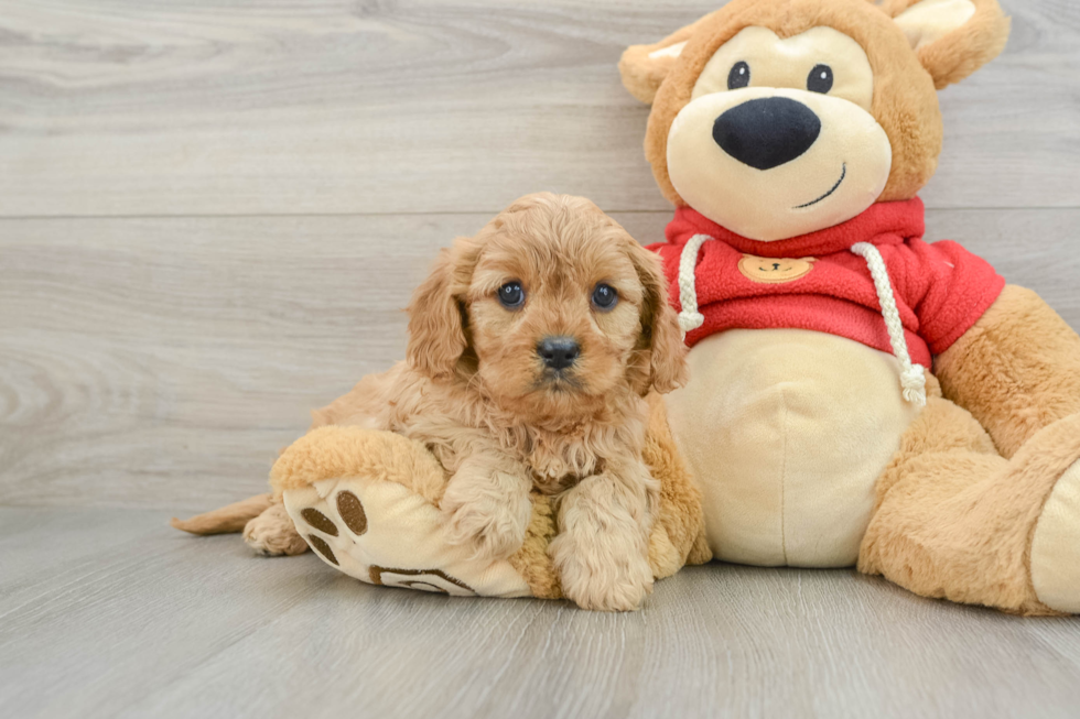 Cavapoo Pup Being Cute