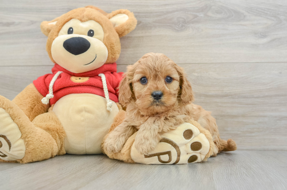 6 week old Cavapoo Puppy For Sale - Premier Pups