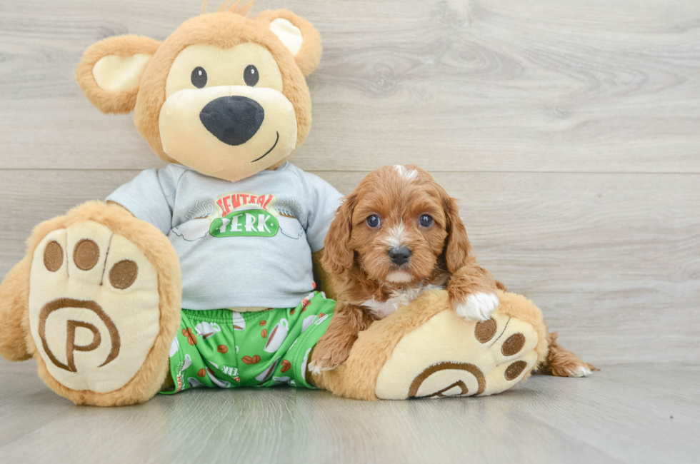 6 week old Cavapoo Puppy For Sale - Premier Pups