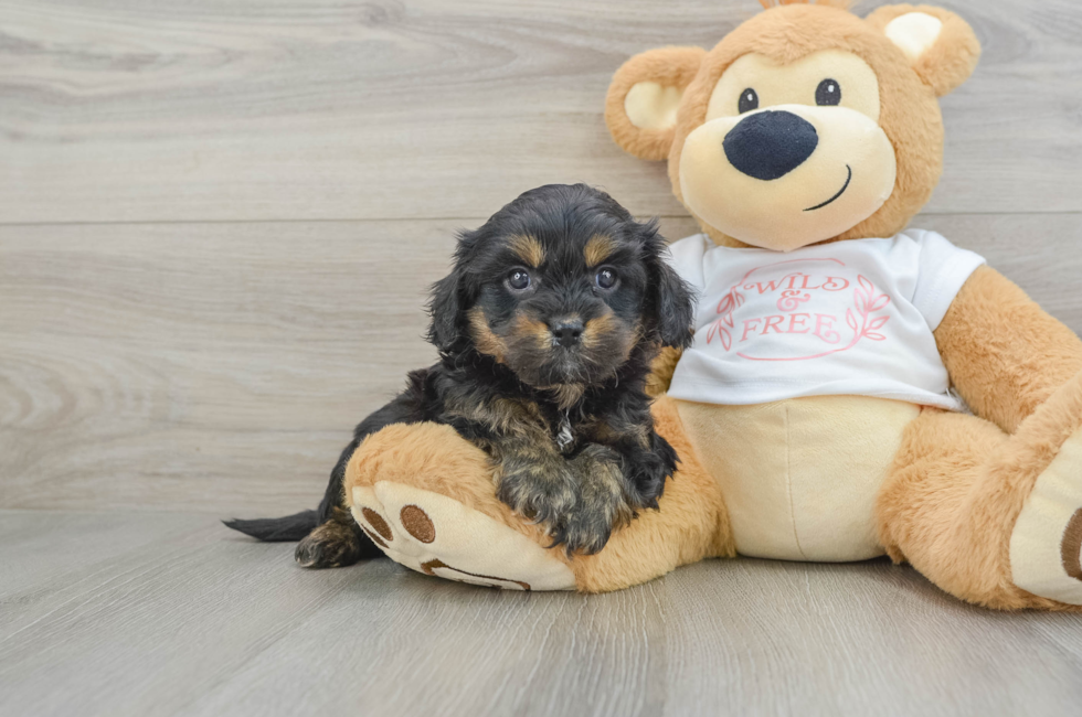 5 week old Cavapoo Puppy For Sale - Premier Pups