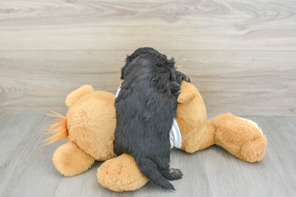 Friendly Cavapoo Baby