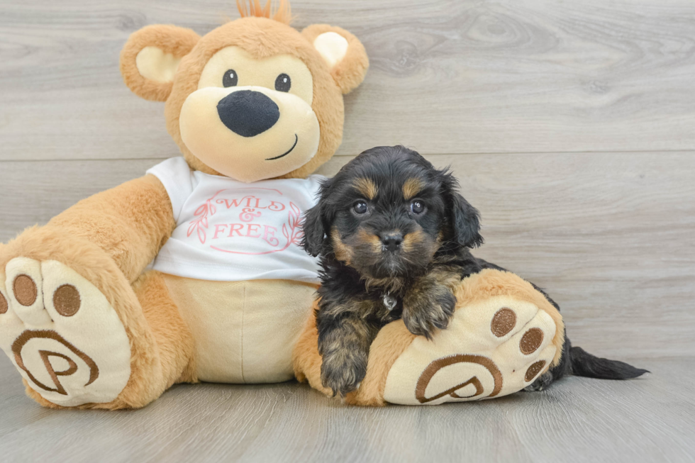 Sweet Cavapoo Baby