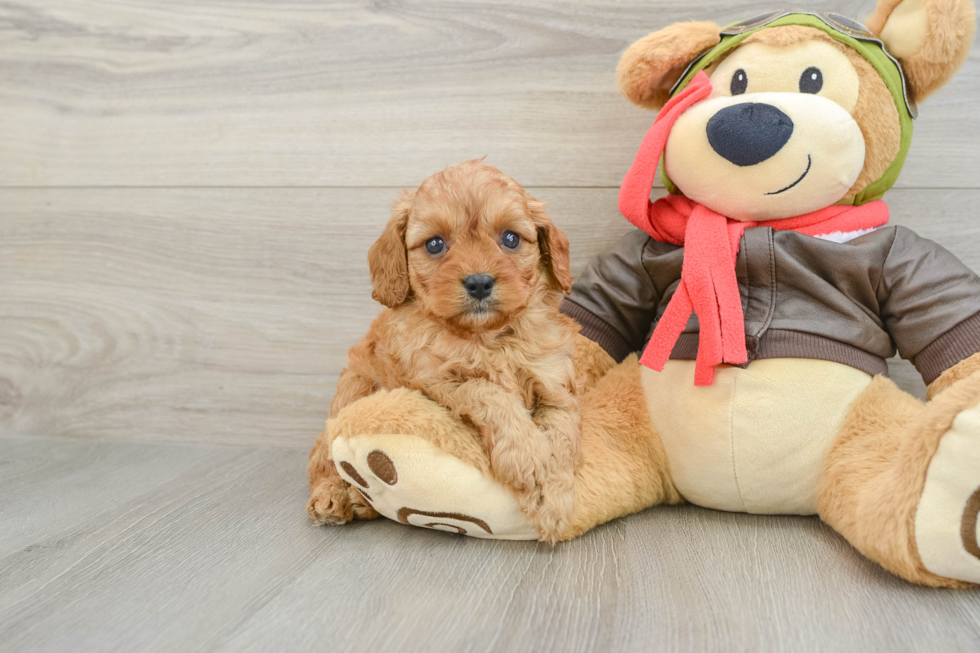 Cavapoo Puppy for Adoption
