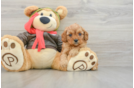 Best Cavapoo Baby