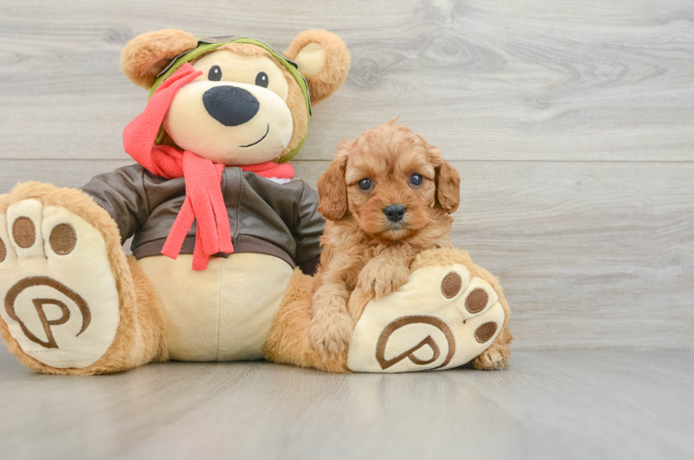 6 week old Cavapoo Puppy For Sale - Premier Pups