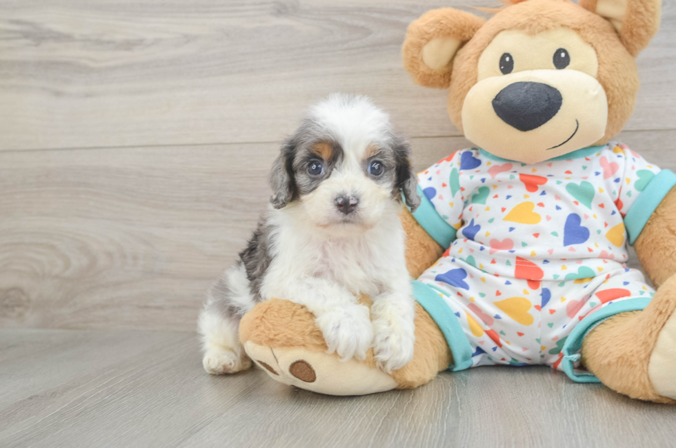 6 week old Cavapoo Puppy For Sale - Premier Pups