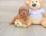7 week old Cavapoo Puppy For Sale - Premier Pups