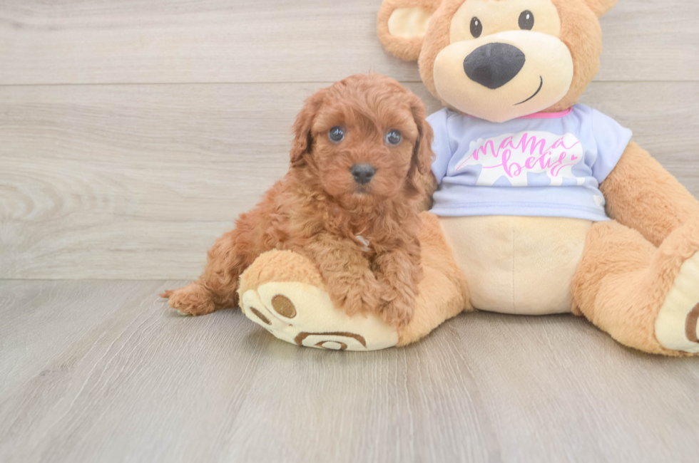 5 week old Cavapoo Puppy For Sale - Premier Pups