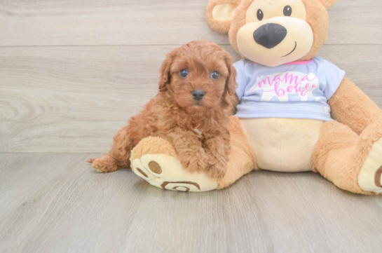 Energetic Cavoodle Poodle Mix Puppy