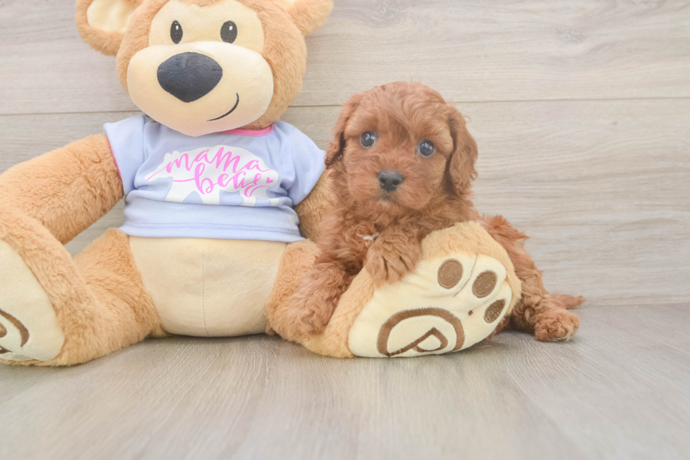 Best Cavapoo Baby