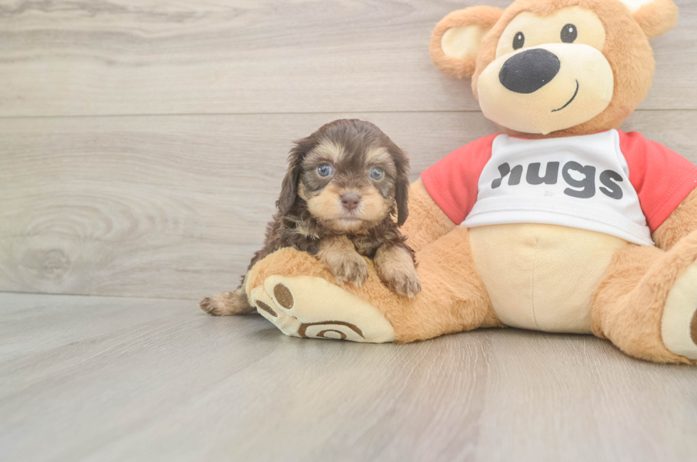 5 week old Cavapoo Puppy For Sale - Premier Pups