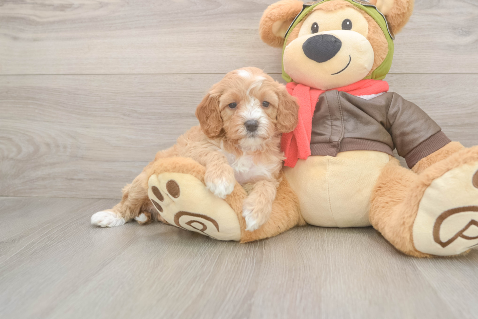 Popular Cavapoo Poodle Mix Pup