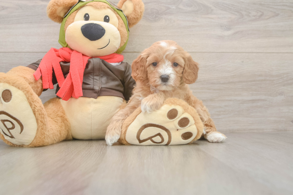 Popular Cavapoo Poodle Mix Pup