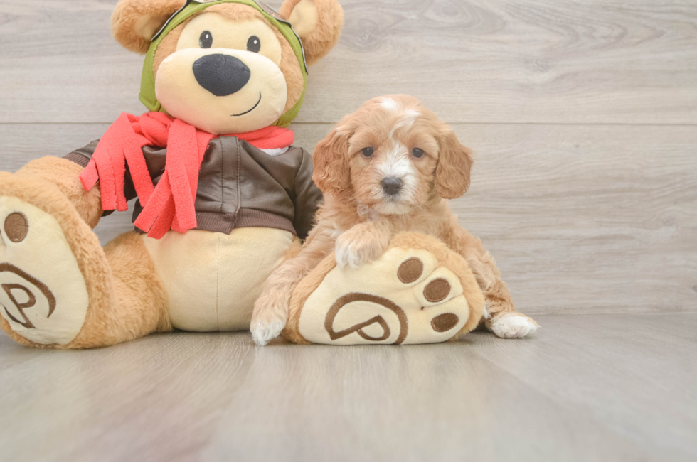5 week old Cavapoo Puppy For Sale - Premier Pups