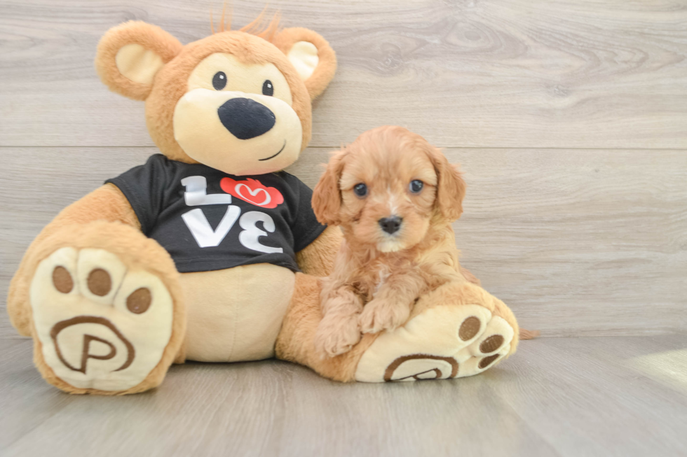 Cavapoo Puppy for Adoption