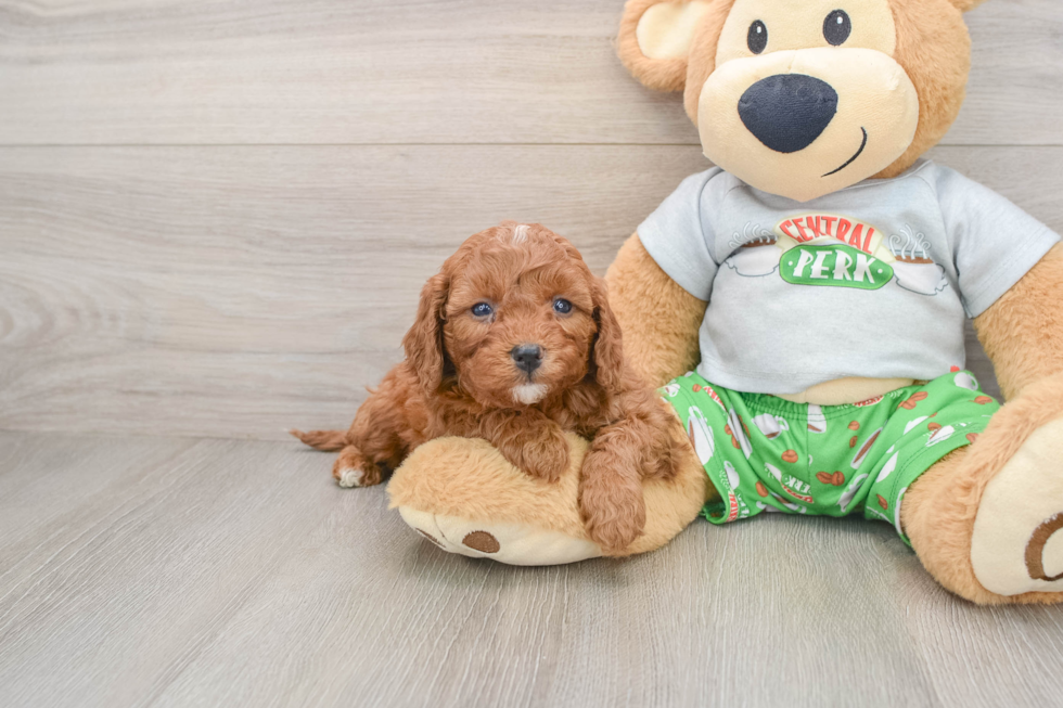 Funny Cavapoo Poodle Mix Pup