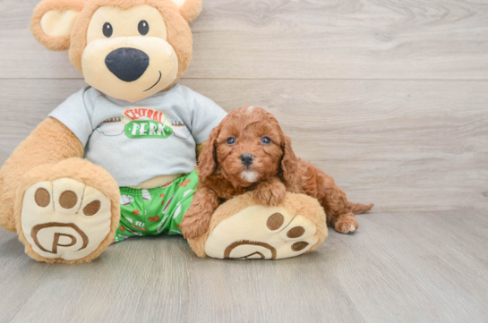 Funny Cavapoo Poodle Mix Pup