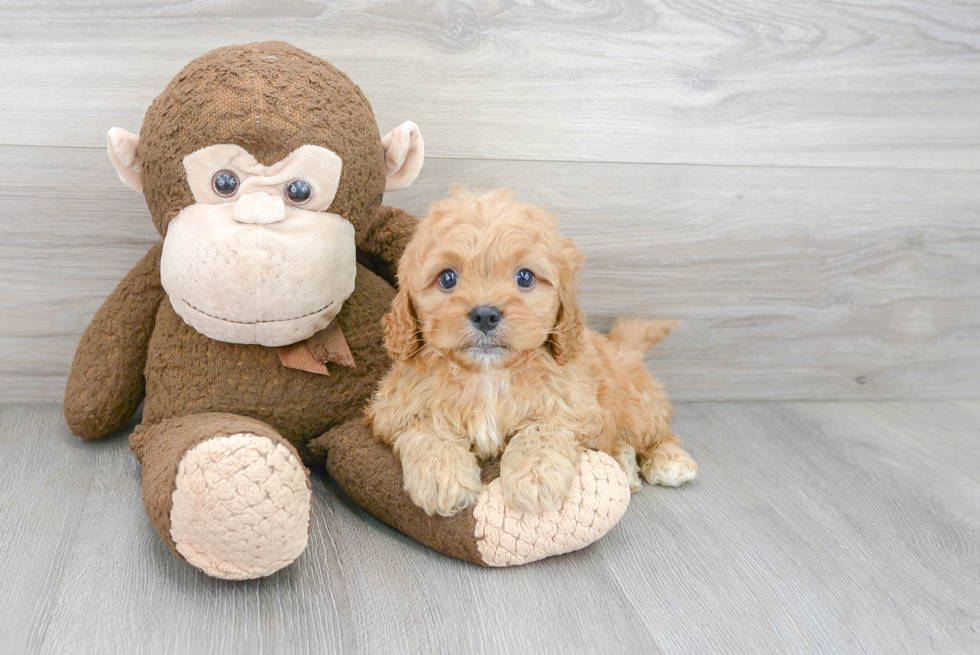 Petite Cavapoo Poodle Mix Pup