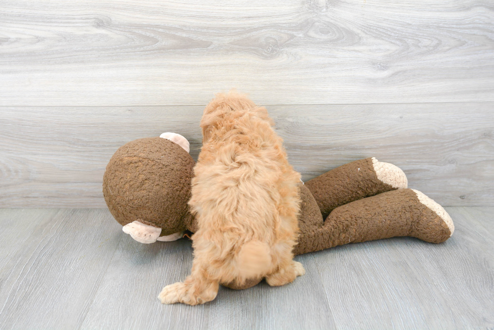 Cavapoo Pup Being Cute