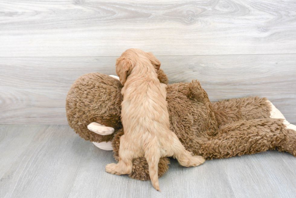 Hypoallergenic Cavoodle Poodle Mix Puppy