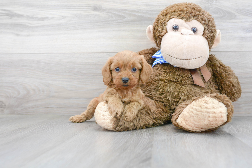 Petite Cavapoo Poodle Mix Pup