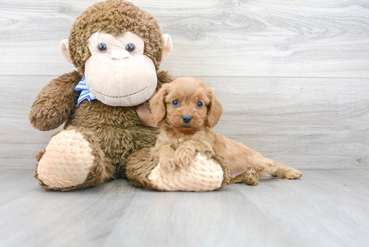 Playful Cavoodle Poodle Mix Puppy