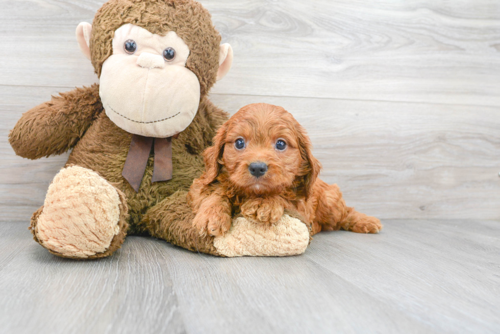 Cute Cavapoo Baby