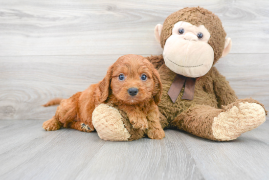 Cavapoo Puppy for Adoption