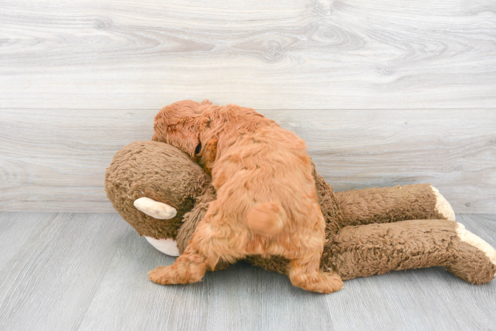 Happy Cavapoo Baby