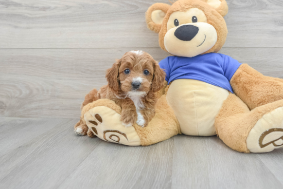 Cavapoo Puppy for Adoption