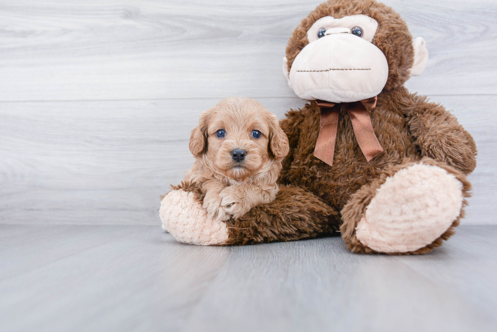 Best Cavapoo Baby