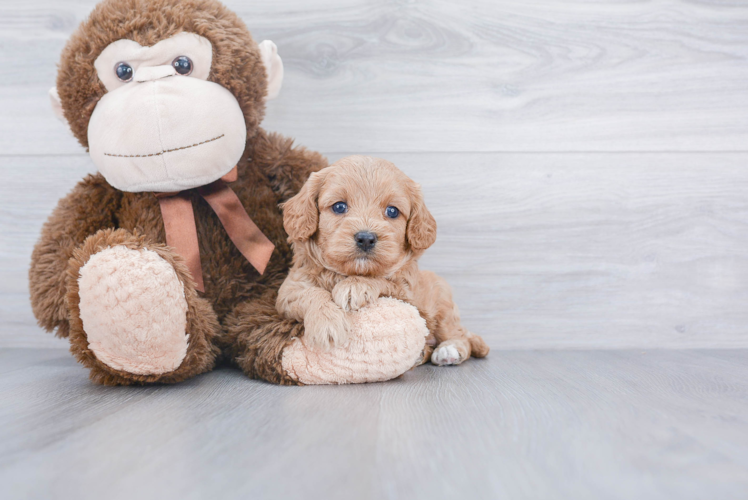 Cavapoo Pup Being Cute