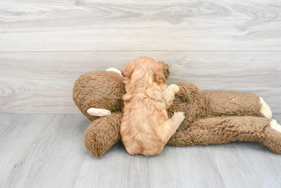 Cavapoo Pup Being Cute