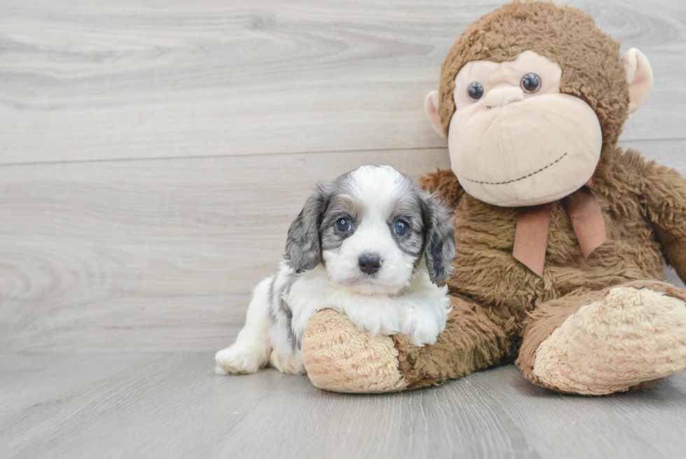 Playful Cavoodle Poodle Mix Puppy